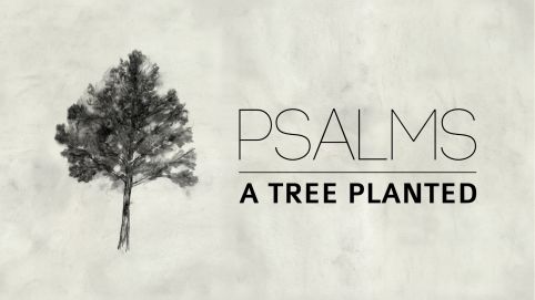 Psalms: A Tree Planted